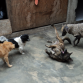 Izq. a Der.  Pocoyo, Manchas, Coyote y allqu.. Agarrando de punto a Coyote